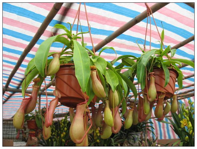 ����ƽ��