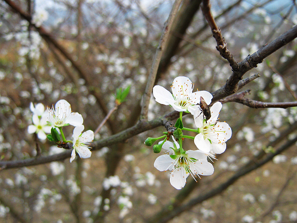 �ٴ�ż����