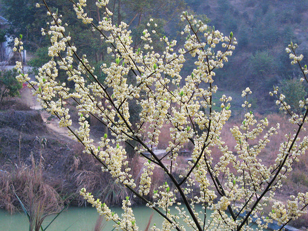 Ҳ������д��