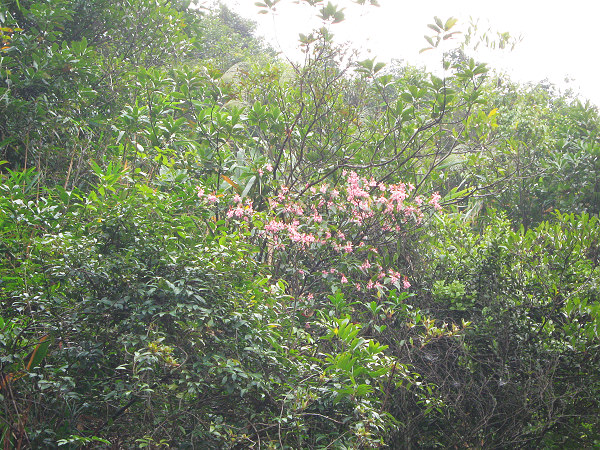 ż�����ӻ�