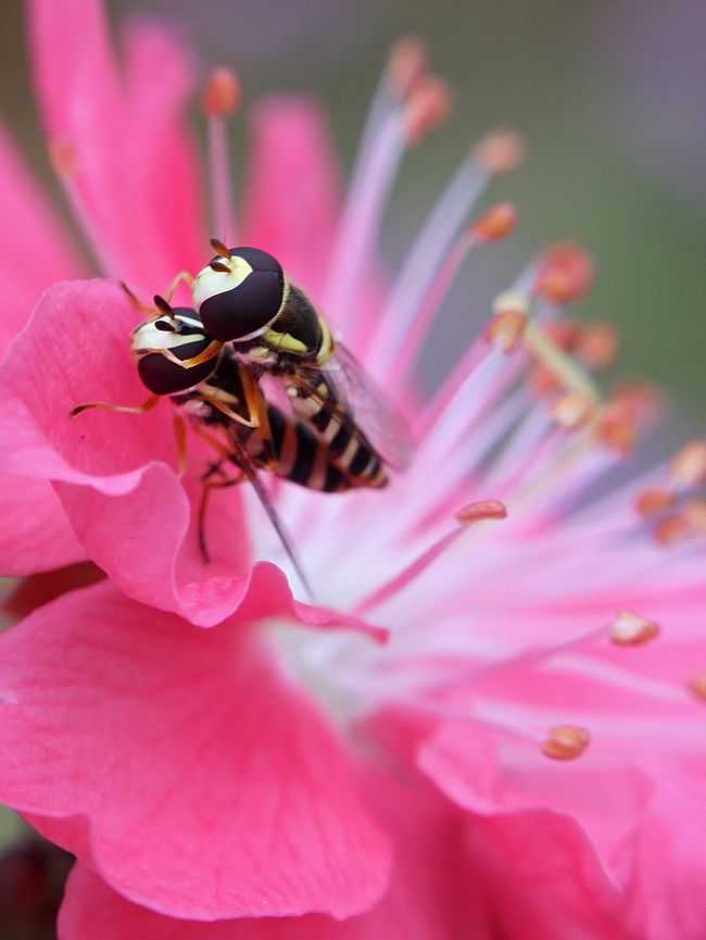 ������Զ