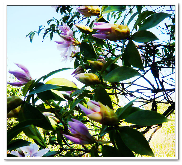 �������ţ�