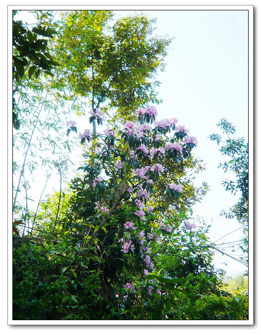 ���̻��ޣ�