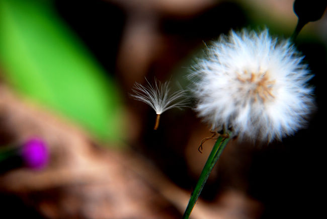 �ɳ��Ľ׶�,�뿪ĸ��