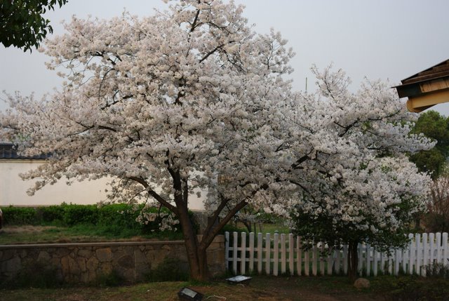 ������Ƚ����ˣ�������Ȼ��ʢ��̫������̾��