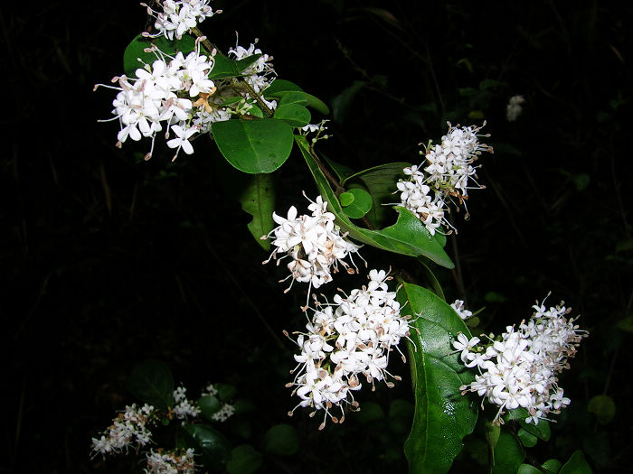 Ұ��������ġ�