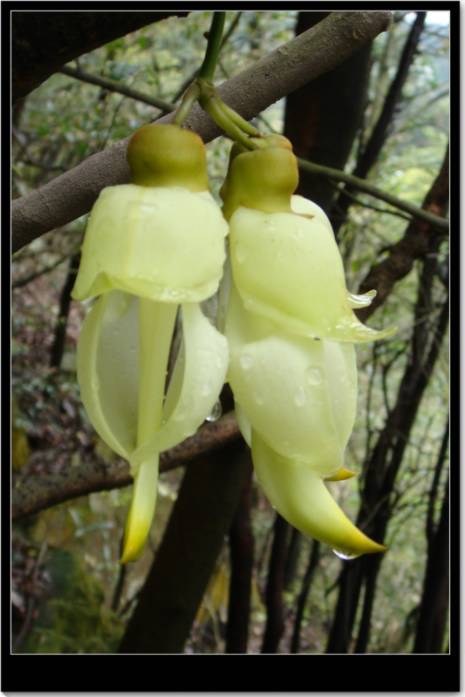 ��������ȸ��