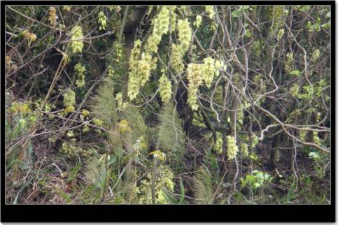 ��ȸ������ȫ�Ҹ�