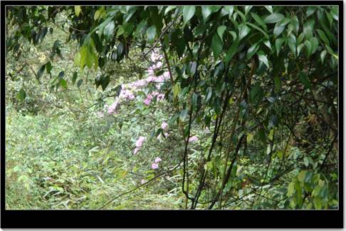 Ψһһ���ž�