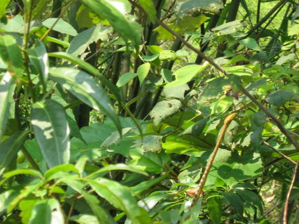 ���½ǻ�ɫ�ģ���������ͷ��������