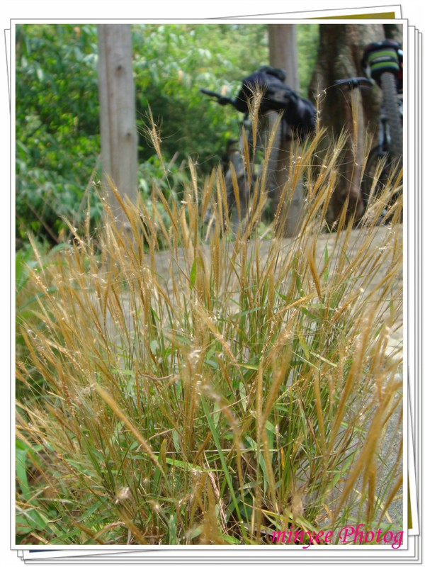 ·��Ұ����ǿ��Ϣ