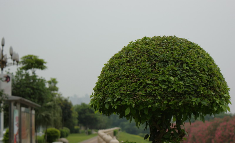 �ô�ֻ��"Ģ��"