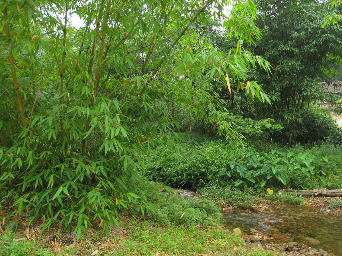 ����԰����