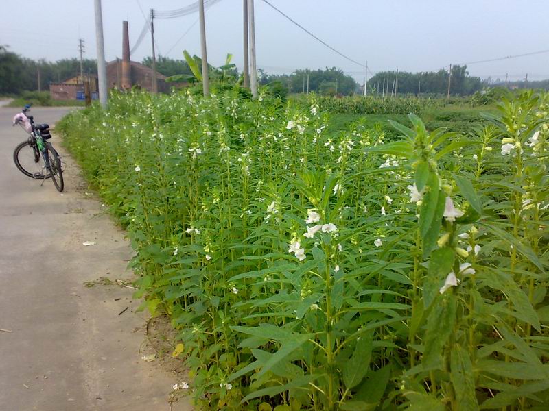 ��Ȼ���������ֻ���