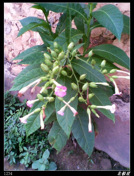 ������̻�