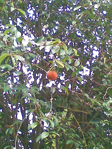 ������һ��·��������Խ��Խ��Ĺ��ӣ��������о��������߹�֮��Դ�ڱʼ�ɽ֮˵�����ˡ�