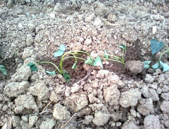 ��ʵ�棢�ֲˣ�