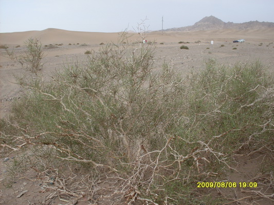 �绯�ð������ӵ�ֲ�