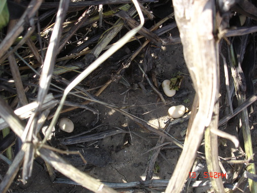 һ��ֻ�ܴ���붹������ѡ�