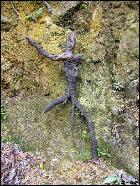 ���Ÿ���