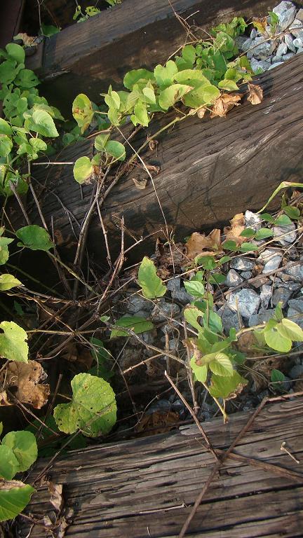 û���˻𳵵����� ������  ��������