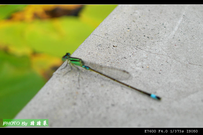 �رߵ�С����