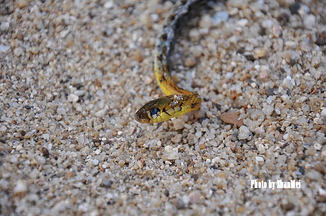 ��ͷ̧������```