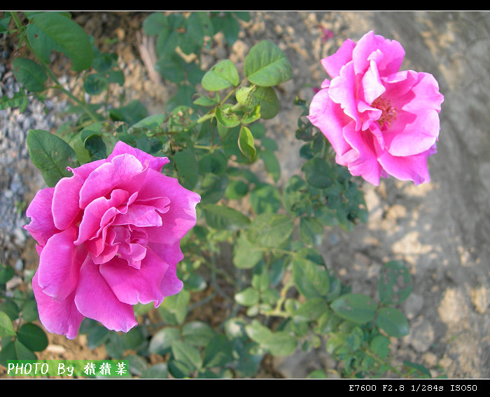 ������ˮõ��