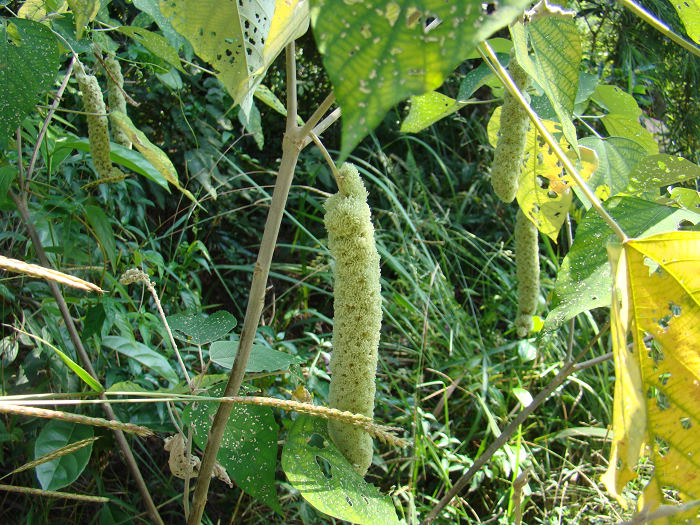 ���ϳ��������ȳ���?