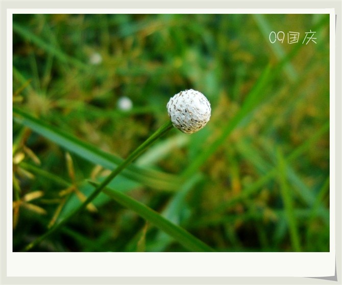 СС�Ļ��䣬ȴ�кܶ�㻨��