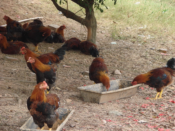 �˵��Ա������Ĵ󹫼�