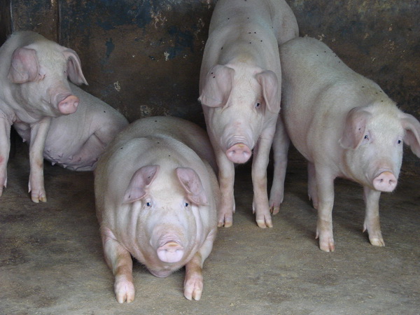 ���ֵ���