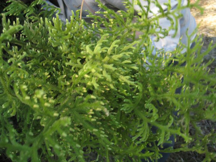 ����ɵľ������ֲ�,�����������ɻ���