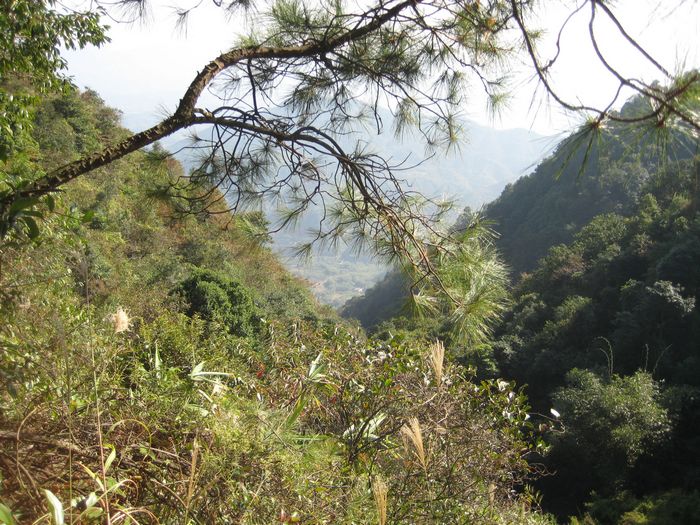 Ͽ�����Ǹ��׵������ʺƺ��