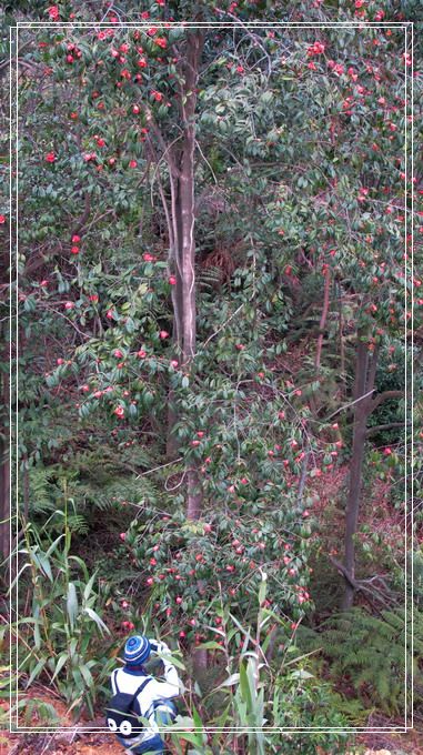 �������е�ɽ�軨���� (11).jpg