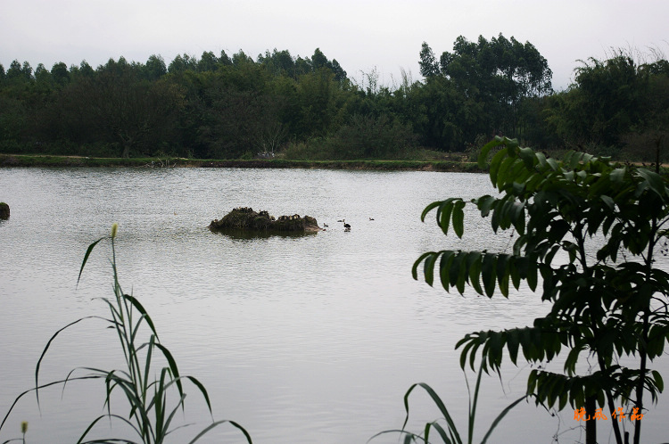 ��Ѽ��ˮ����Ϸ