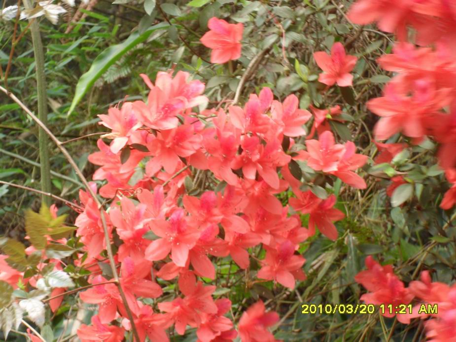 ������С SAM_1782.JPG