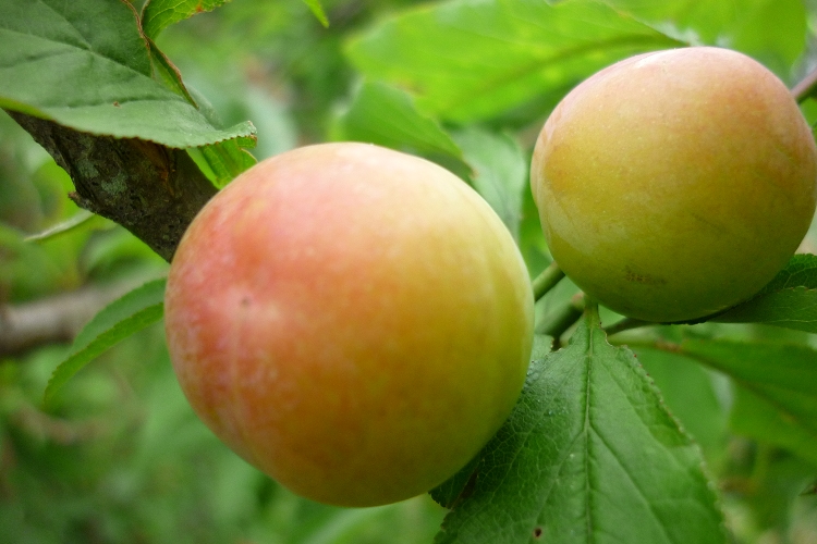 ��Ӳӵ����