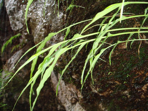     ���뷼����ʯ��������ˮ�ε������£��Եø��⽿��