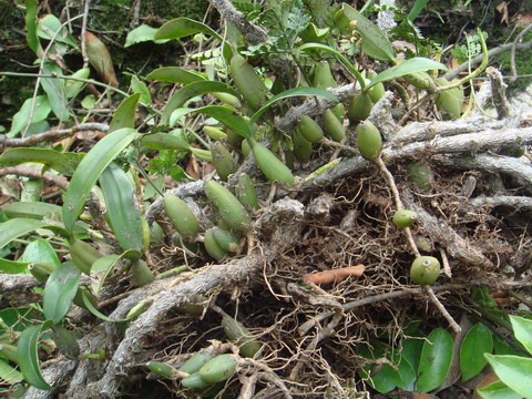     ��������֮Ϊʯ�߲�