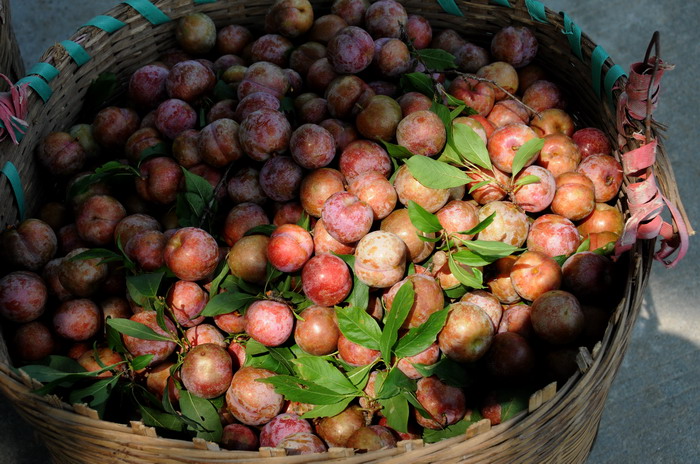 ����͸������