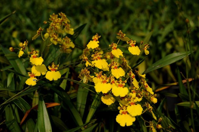 ��ɽ����