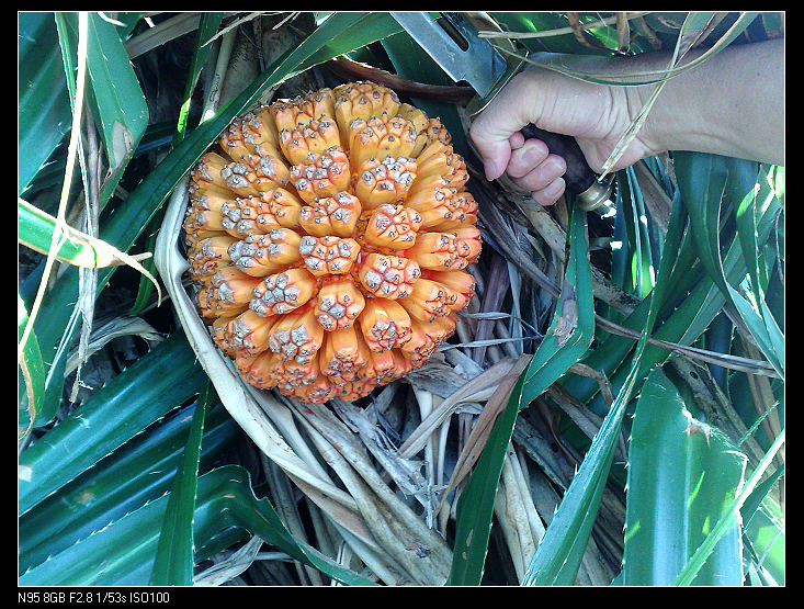 Ұ���첤��