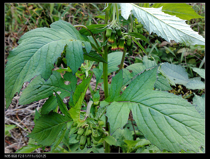 �ɳ���Ұ�ˣ�Ұ�Ǻã��ѹ�Ӣ��