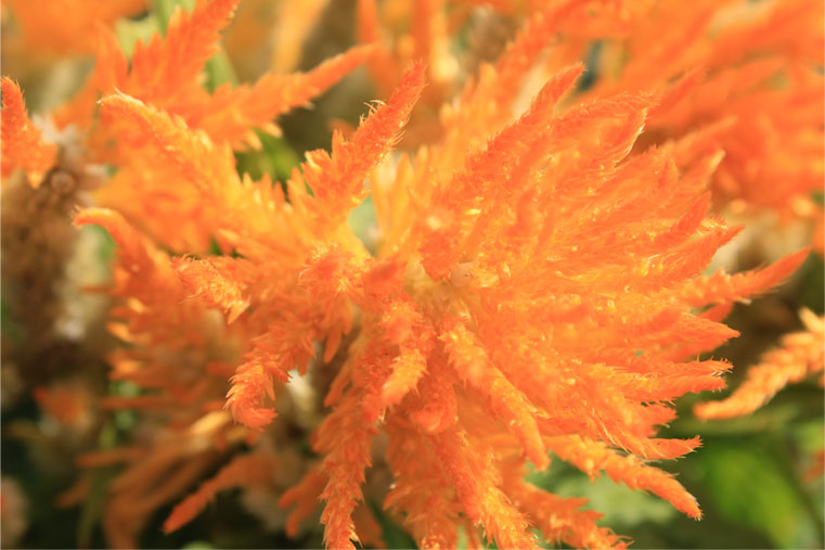 ����ͷ���ۻ�