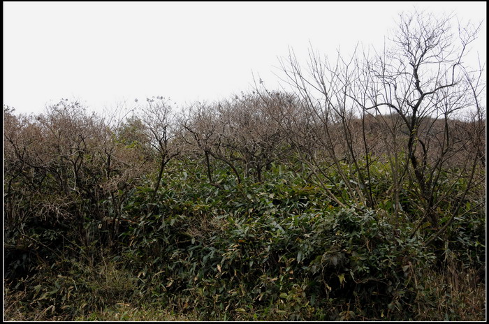 ��ɽʯ��ɽ 232_������С.jpg