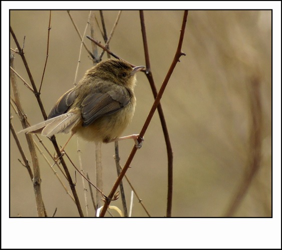 ������С _DSC2405.JPG