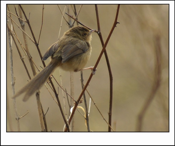 ������С _DSC2404.JPG