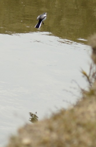 ������С _DSC2438.JPG