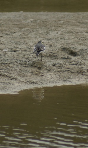 ������С _DSC2434.JPG